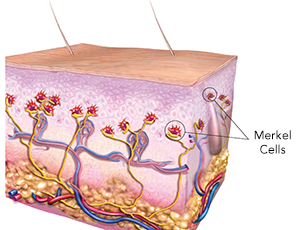 merkel-cells merkel cells